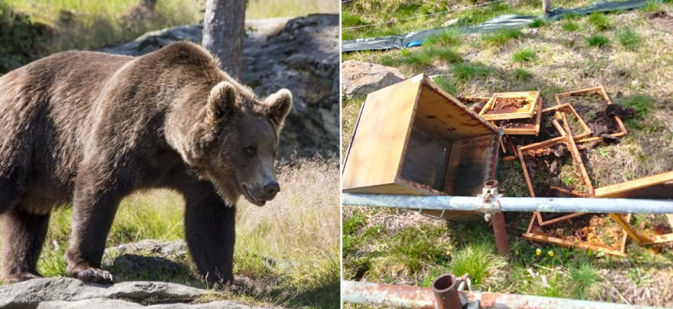 Foto d'archivio Apiario distrutto nella notte, la scuola elementare annulla la gita nei boschi: "Abbiamo paura per l'orso"